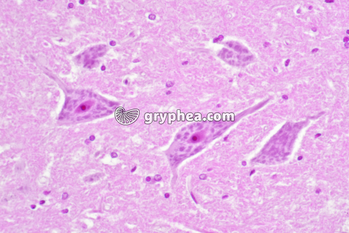 Moelle épinière de Mammifère avec corps cellulaires de neurones x100 - gryphea.com